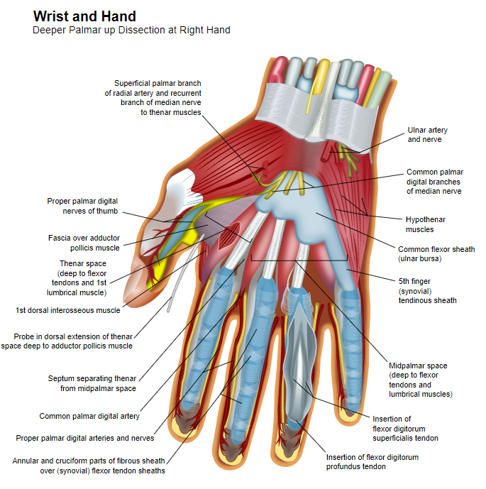 Wrist and hand deeper palmar dissection-en
