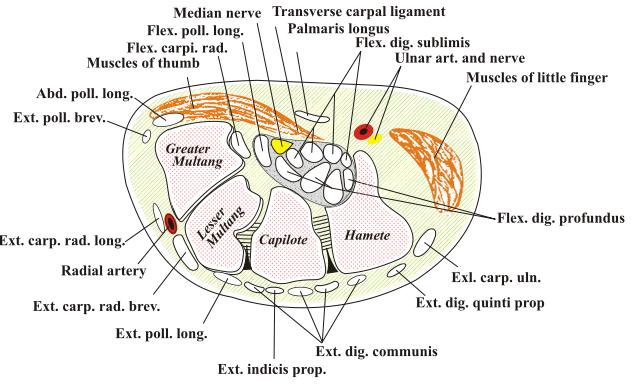 Sección transversal de la muñeca. Basada en el diagrama de la misma de la anatomía de Gray. Transverse section of the wrist. Based off Gray's anatomy diagram of the same. Fuente/Source: http://dophotoshop.com/carpal-tunnel-exercises.php - por/by DoPhotoShop